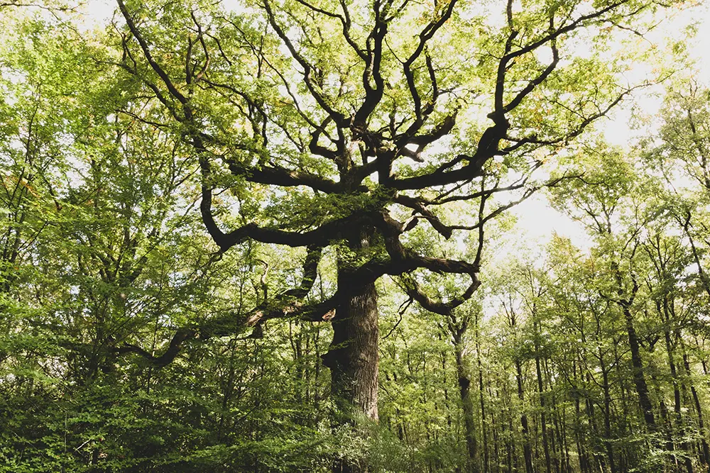 Lac Au Duc : Arbre Broceliande